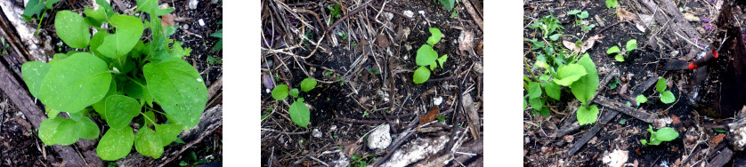 Images of black eggplant seedlings transplanted in tropical
        backyard