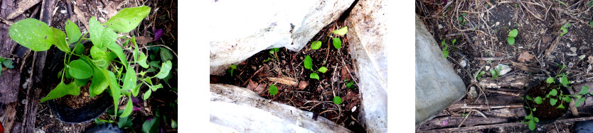 Images of black eggplant seedlings transplanted in tropical
        backyard