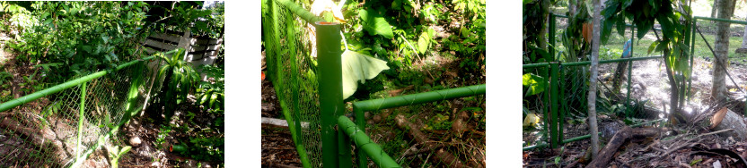 Images of pig run fences constructed in tropical backyard