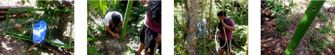 Images of constructing pig run fence in tropical backyard