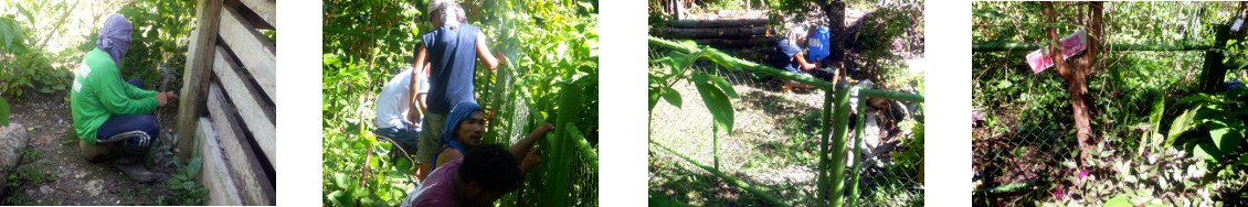 Images of work on fences in tropical
        backyard