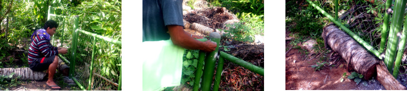 Images of building a fence in
              tropical backyard