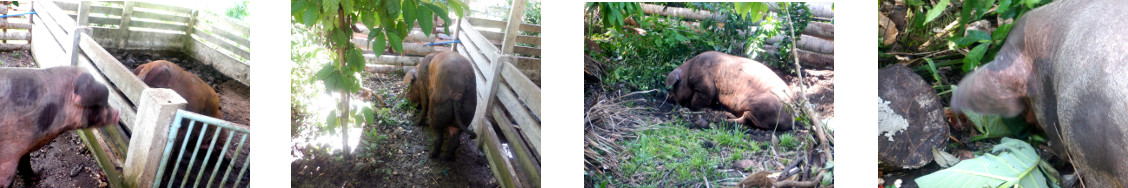 Images of tropical backyard pigs
        exploring their new pig run