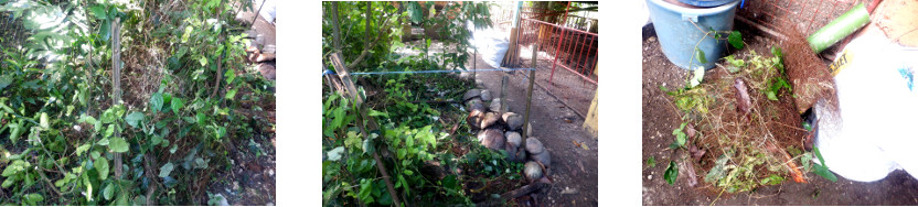 Images of tropical backyard garden
        patch cleared