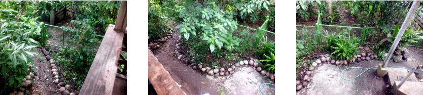 Images of tropical backyard garden
        patch tidied up