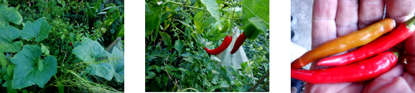 Images of a small harvest from tropical backyard