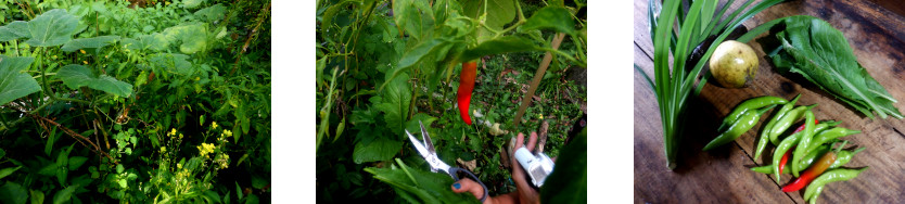 Images of a small harvest from
              tropical backyard