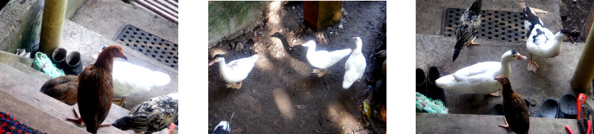 Images of
              lazy fowl in tropical backyard