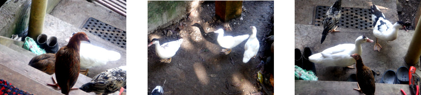 Images of
              lazy fowl in tropical backyard