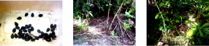 Images of edible luffa seeds sown in
          tropical backyard