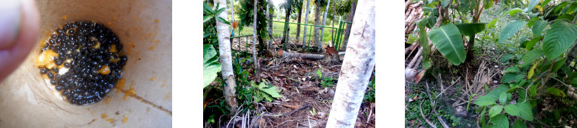 Images of papaya seeds broadcast in tropical backyard