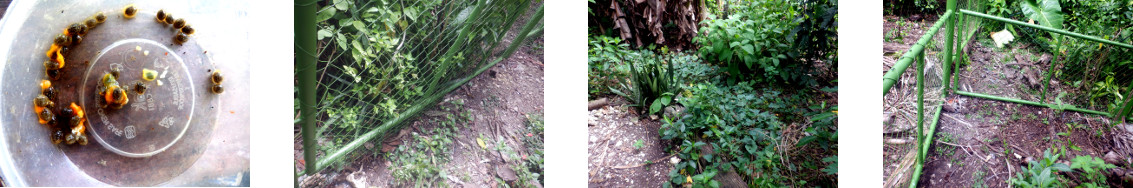 Images of papaya seeds
              broadcast in tropical backyard