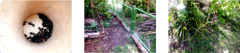 Images of papaya seeds sown in
          tropical backyard