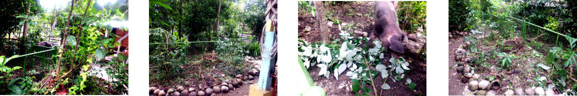 Images of trimming a tree in a
        tropical garden patch