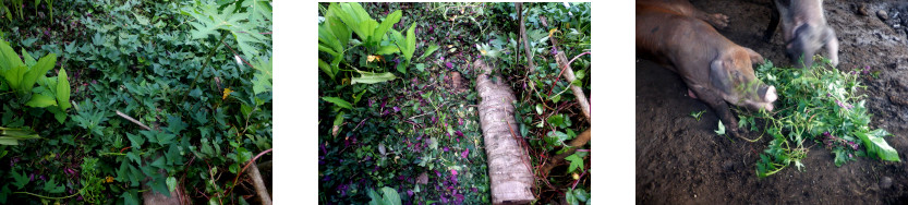 Image of tropical backyard path cleared of overgrowth