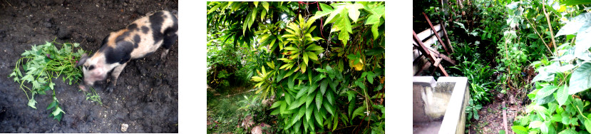 Images of hedges trimmed in tropical backyard