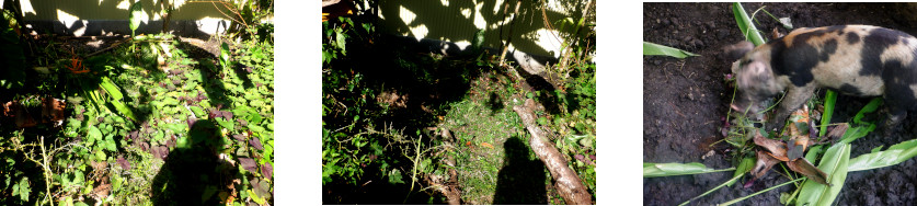 Images of garden path in tropical backyard cleared of
        weeds