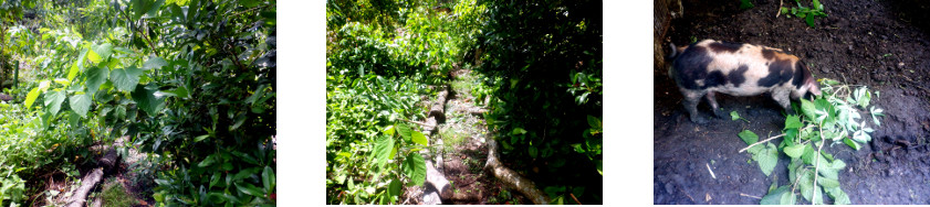 Images of tropical backyard path
        cleared