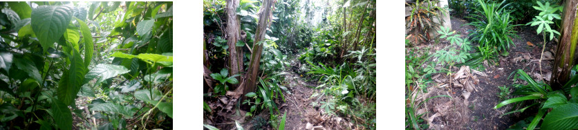 Images of overgrown paths cleared in tropical backyard