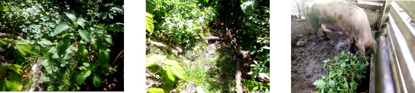 Images of path cleared in
              tropical backyard