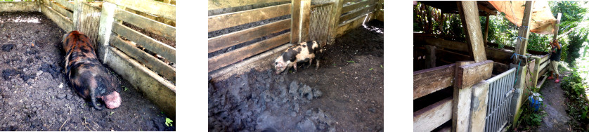 Images of tropical backyard pigs