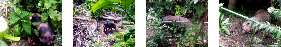 Images of tropical backyard pigs
        exploring their new runs
