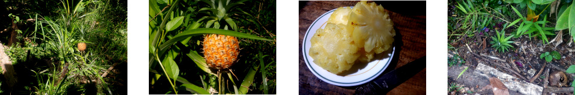 Images of reopical backyard
              pineapple harvested, eaten and replanted