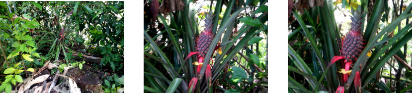 Images of pineapple ripening in
            tropical backyard