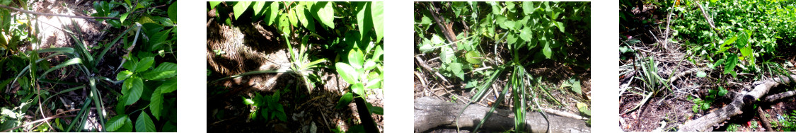 Images of pineapple plants
        transplanted