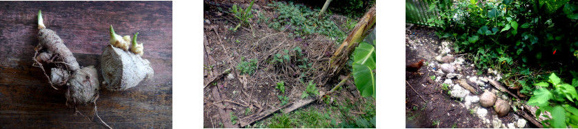 Images of ginger and turmeric planted in tropical backyard