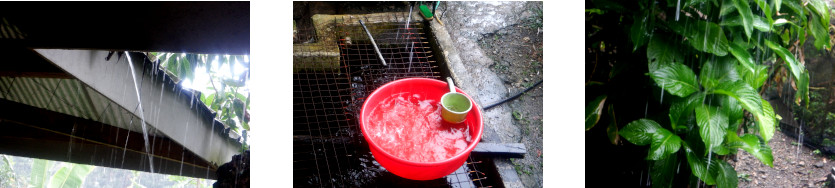 Images of rain in tropical backyard