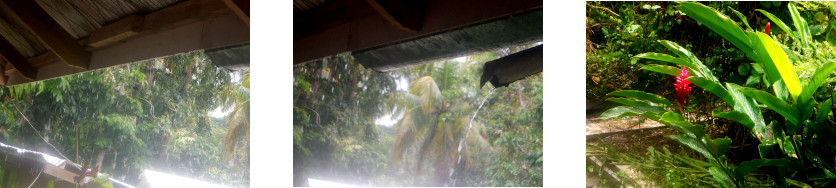 Images of rain in tropical backyard