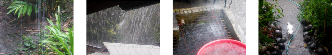 Images of rain in tropical backyard