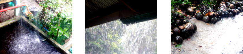 Images of rain in tropical backyard