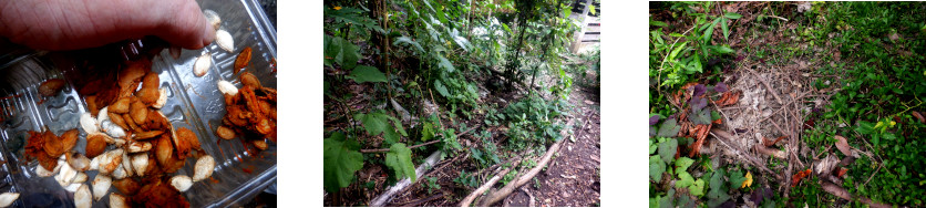 Images of squash seeds planted in tropical backyard