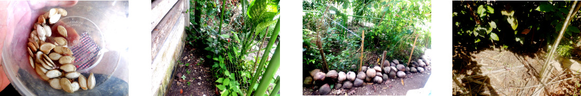 Images of squash seeds palnted in tropical backyard