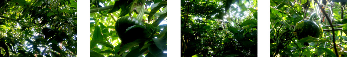 Images of young squash growing in tropical backyard