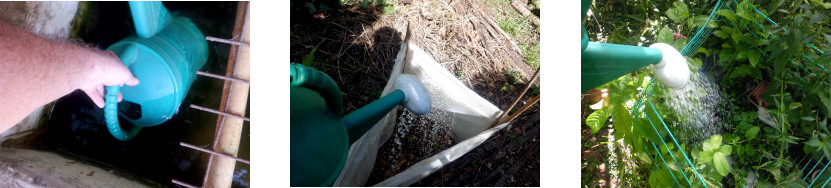 Images of tropical backyard seedlings being watered