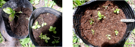 Images of Apple Guava seedlings
        transplanted in tropical backyard