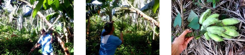 Images of bananas being harvested in
        tropical backyard