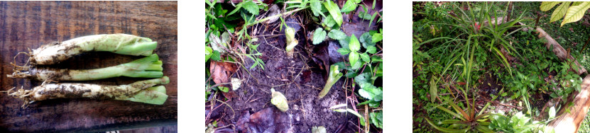 Images of bunching onions planted in
        tropical backyard