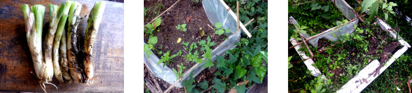 Images of bunching onions planted in
        tropical backyard