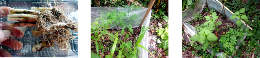 Images of bunching onion roots planted in tropical
            backyard