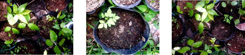 Images of cacao seedlings sprouting in
        tropical backyard