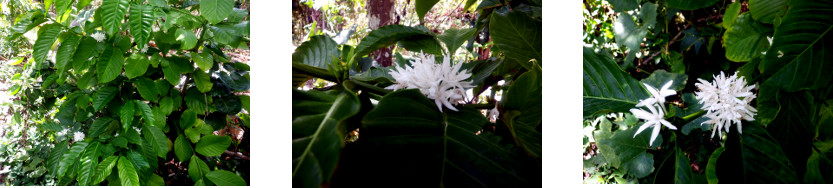 Images of coffee tree in bloom in
        tropical backyard