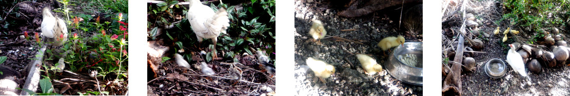 Images of chicks and ducklings in
        tropical backyard