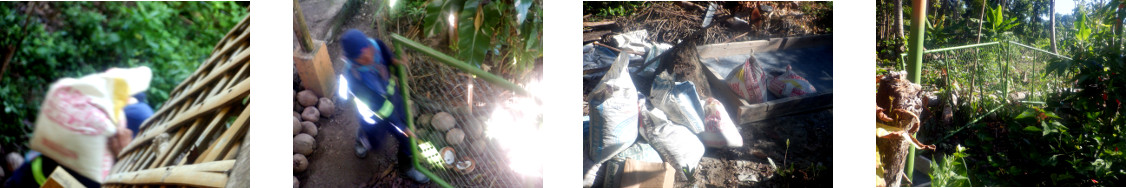 Images of building a fence in a
        tropical backyard