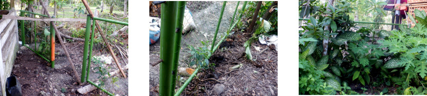 Images of nearly completaed section of perimeter fence
        in tropical backyard