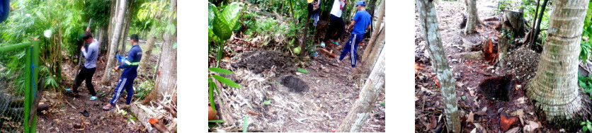Images of men digging holes for
        tropical backyard perimeter fence