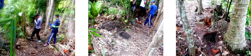 Images of men digging holes for
        tropical backyard perimeter fence